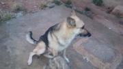 Adult GSD for sale in Abuja