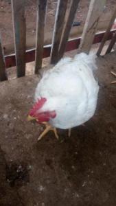 Master Live chicken for sale