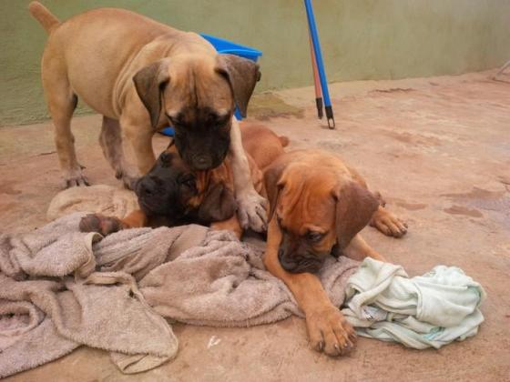 Full Breed Pedigree Boerboel Puppies in Lagos, 