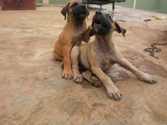 Full Breed Pedigree Boerboel Puppies in Lagos, 