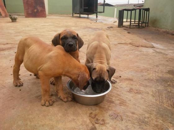 Full Breed Pedigree Boerboel Puppies in Lagos, 