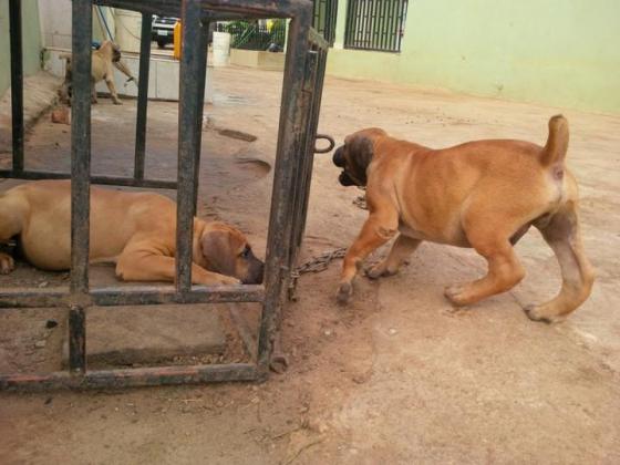 Full Breed Pedigree Boerboel Puppies in Lagos, 