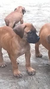 3 Boerboels Left