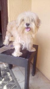 5 Month Old Female Lhasa Apso