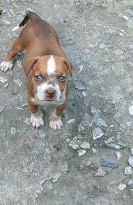 American Pitbull Puppies Available