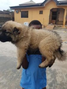 Caucasian Puppies