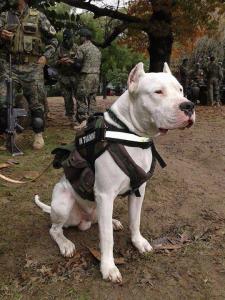 Dogo Argentino puppies