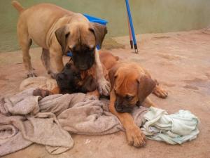 Full Breed Pedigree Boerboel Puppies