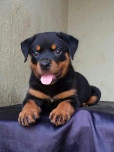 German Rottweiler Puppies