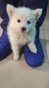 Lovely American Eskimo Male Puppy