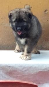 Purebred Caucasian Puppies Available