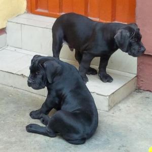 Two Special Pedigree Black Boerboel Pups