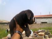 Black boerboel puppy for sale