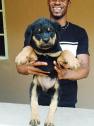 Female Rottweiler Puppy in Lagos