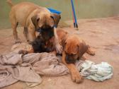 Full Breed Pedigree Boerboel Puppies in Lagos