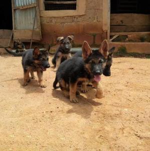 Cute/Pure /Full breed German Shepherd Dog/puppy For Sale Going For N55,000