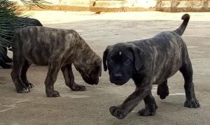 Cute/Pure /Full breed Boerboel Dog/puppy For Sale Going For N55,000