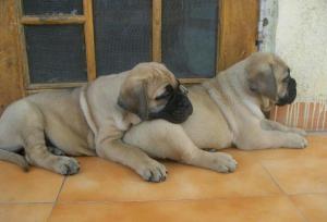 Cute/Pure /Full breed Bull Mastiff Dog/puppy For Sale Going For N55,000