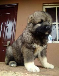 Cute/Pure /Full breed Caucasian Dog/puppy For Sale Going For N55,000