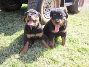 Cute/Pure /Full breed Rottweiler Dog/puppy For Sale Going For N55,000