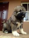 Cute/Pure /Full breed Caucasian Dog/puppy For Sale Going For N55,000 in Plateau