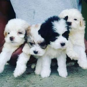 Lahsa apso puppy