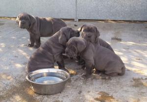 Pure Neapolitan Mastiff dog/puppy For Sale Going For N55,000