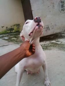 Pure Pitbull Dog dog/puppy For Sale Going For N55,000