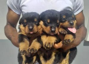 Rottweiler puppies