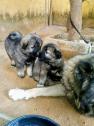 Caucasian Shepherd puppy in Abuja