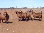 Kalahari red goat for sale in Abuja