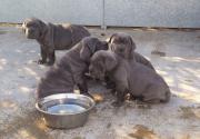 Pure Neapolitan Mastiff dog/puppy For Sale Going For N55,000 in Plateau