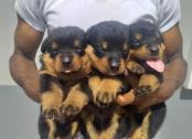 Rottweiler puppies in Lagos