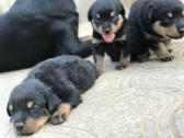 Rottweiler puppy in Abuja