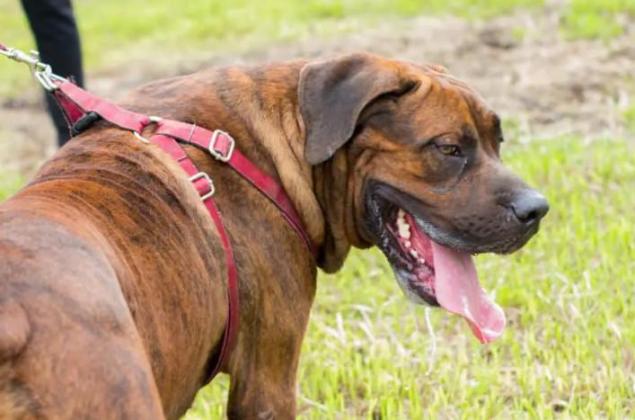 Adult Male Purebred Boerboel in Rivers, 