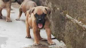 5 weeks old boerbole puppy