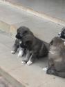 10 weeks old male and female Caucasian in Rivers