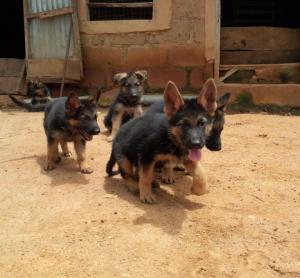 Pure German Shepherd Dog/puppy For Sale At N50, 000 Contact: 08104035288