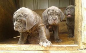 Pure Neapolitan Mastiff Dog/puppy For Sale At N50, 000 Contact: 08104035288