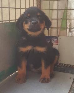 Pure Rottweiler Dog/puppy For Sale At N50, 000 Contact: 08104035288