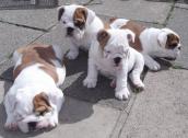 Pure BULL Dog/puppy For Sale At N50, 000 Contact: 08104035288 in Benue