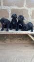 Pure Cane Corso Dog/puppy For Sale At N50, 000 Contact: 08104035288 in Benue