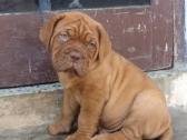 Pure French Mastiff Dog/puppy For Sale At N50, 000 Contact: 08104035288 in Benue