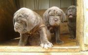 Pure Neapolitan Mastiff Dog/puppy For Sale At N50, 000 Contact: 08104035288 in Benue