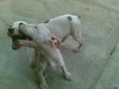 Pure Pitbull Dog/puppy For Sale At N50, 000 Contact: 08104035288 in Benue