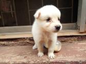 Pure Samoyed Dog/puppy For Sale At N50, 000 Contact: 08104035288 in Benue