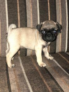 Pug