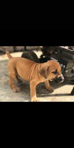 Pure breed boarboel puppy for sale