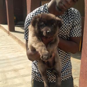 9 weeks old Caucasian puppy