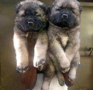 Caucasian puppies for sale